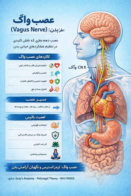 عصب واگ